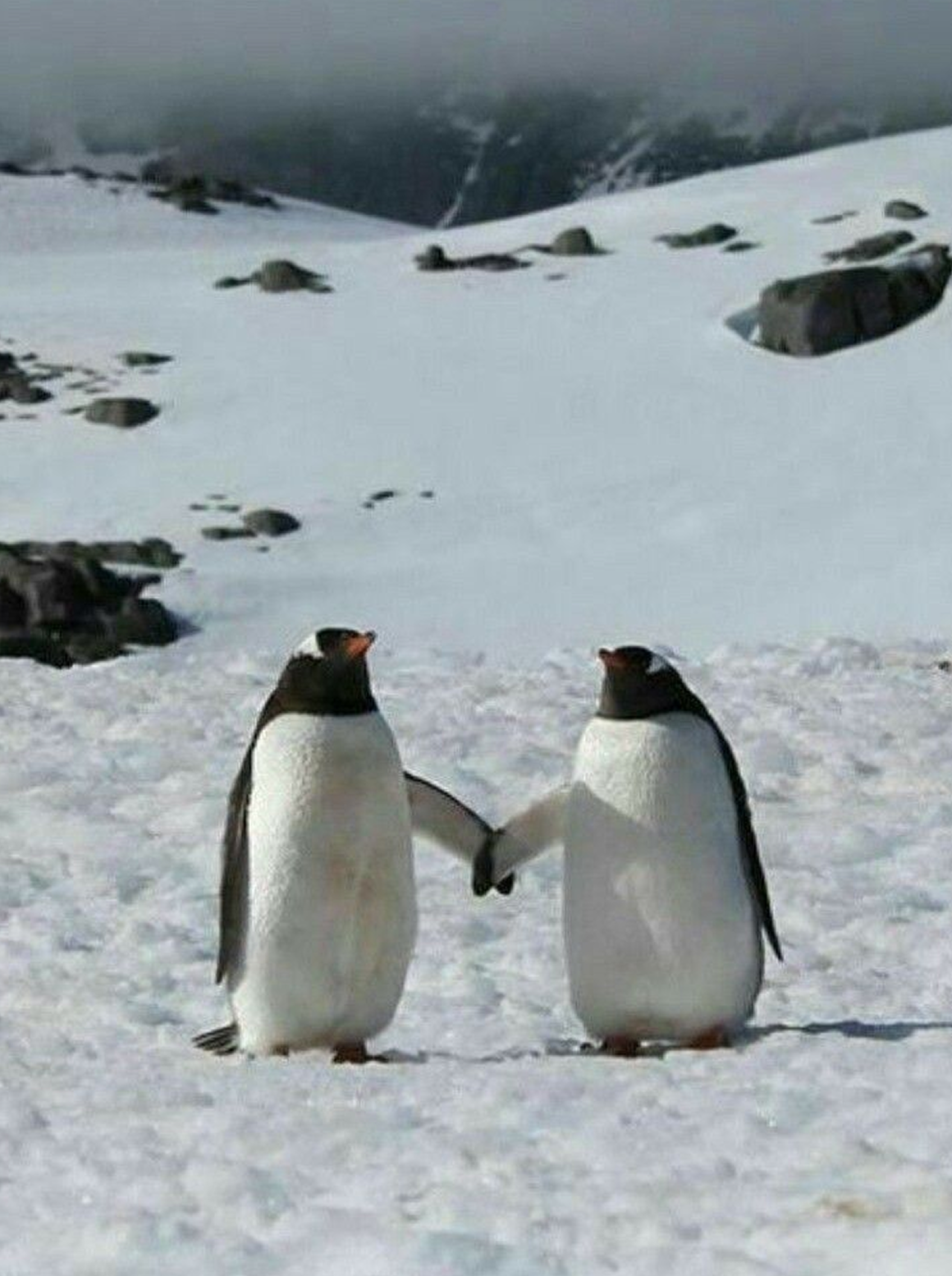 Penguins